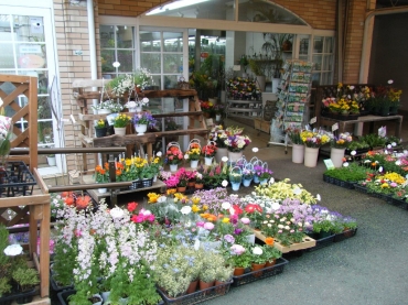 千葉県千葉市花見川区の花屋 フラワー四季にフラワーギフトはお任せください 当店は 安心と信頼の花キューピット加盟店です 花キューピットタウン